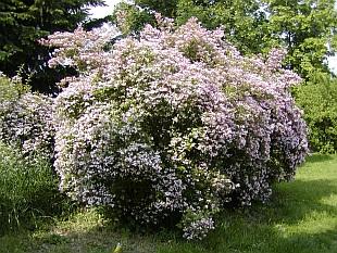 Kolkwizia amabilis - Burvīgā kolvīcijas